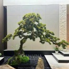 tiểu cảnh cây tùng giả